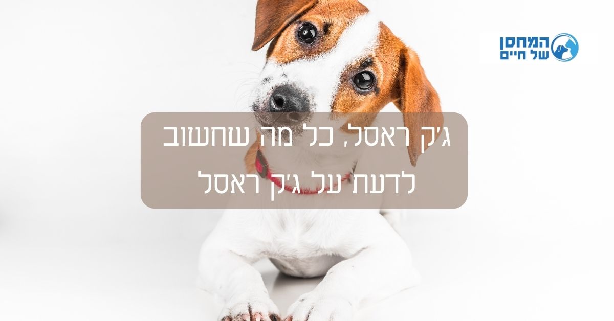 היסטוריה הגזע קיבל את שמו מהכומר ג'ון ראסל, שגידל את אחד הזנים המשובחים ביותר של כלב צייד לשועלים באנגליה. הג'ק ראסל הוא כלב מסוג טרייר, כלומר הכלב צריך לשטוף את השועל בנביחותיו הקבועות, אך לעולם לא יהרוג את הטרף שלו. הג'ק ראסל אומן בקפדנות לציד בתחילת המאה ה-19. בגלל ההרכב הגנטי הרחב שלהם, יש שונות מסוימת בסטנדרט של ג'ק ראסל טרייר. למעשה, אי הסכמה לגבי אורך הרגליים גרמה לחלוקת הגזע לגזעים נפרדים באנגליה, כאשר הכלבים בעלי הרגליים הארוכות יותר נקראים פארסון ג'ק ראסל טרייר Parson Jack Russell terriers, והכלבים קצרי הרגליים נקראים פשוט ג'ק ראסל טרייר. באמריקה, למרות הפופולאריות הגדולה יותר של הכלבים קצרי הרגליים, הכלבים הארוכים הם הגזע המוכר רשמית כטרייר ג'ק ראסל. הגזע היה פופולארי בקרב קהל הסוסים במשך שנים.